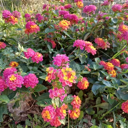 Villa Il Fontolo Ponzano Superiore